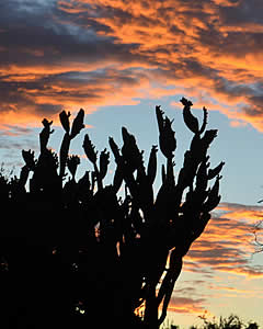 A skyscape over Jansenville